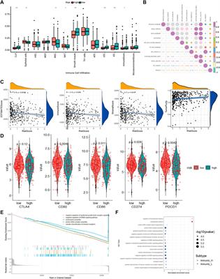 Construction and Verification of a Fibroblast-Related Prognostic Signature Model for Colon Cancer
